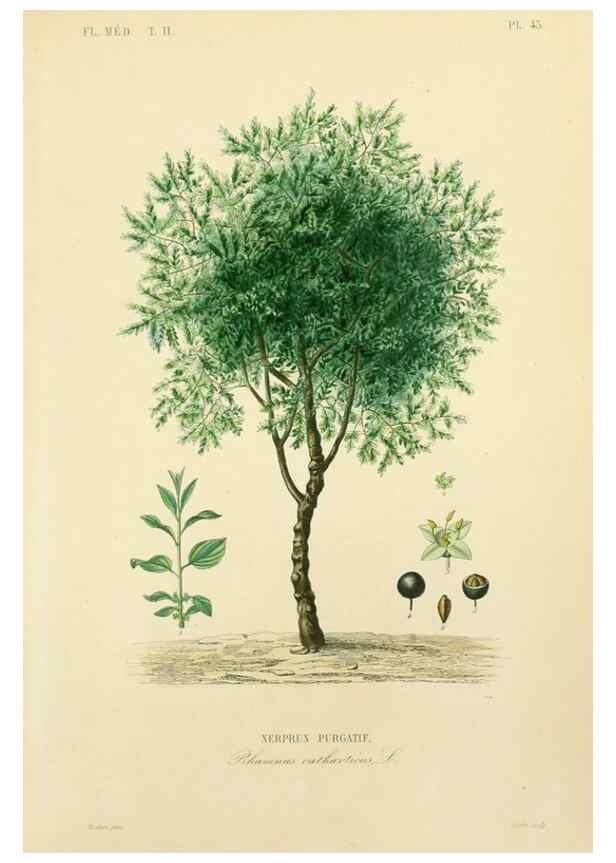 Reproducción/Reproduction 49583637221: Le Règne végétal;. Paris,L. Guérin,1870-72.. 