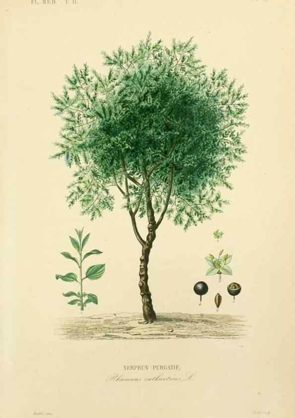 Reproducción/Reproduction 49583637221: Le Règne végétal;. Paris,L. Guérin,1870-72.. 