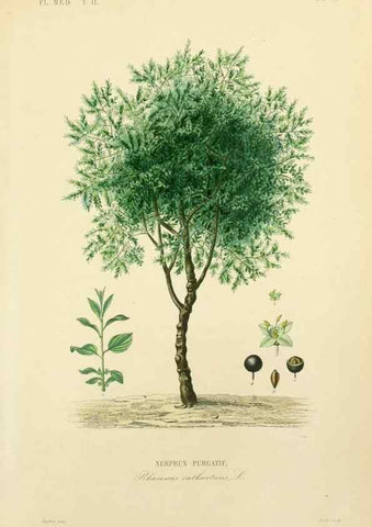 Reproducción/Reproduction 49583637221: Le Règne végétal;. Paris,L. Guérin,1870-72.. 