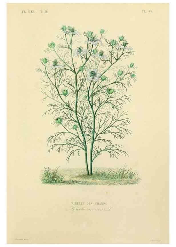 Reproducción/Reproduction 49583637486: Le Règne végétal;. Paris,L. Guérin,1870-72.. 
