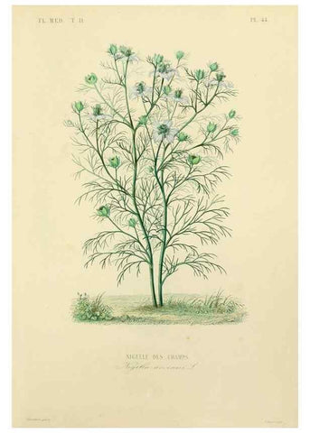 Reproducción/Reproduction 49583637486: Le Règne végétal;. Paris,L. Guérin,1870-72.. 