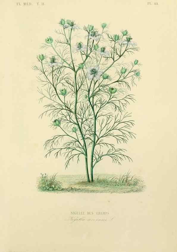 Reproducción/Reproduction 49583637486: Le Règne végétal;. Paris,L. Guérin,1870-72.. 