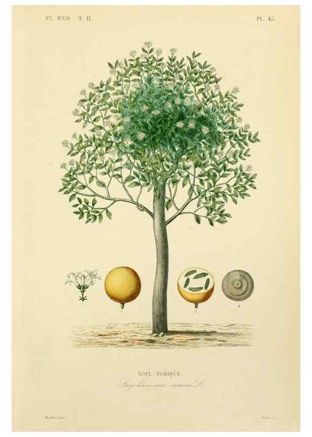 Reproducción/Reproduction 49583872822: Le Règne végétal;. Paris,L. Guérin,1870-72.. 