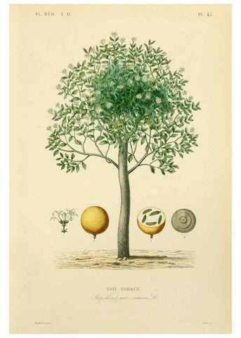 Reproducción/Reproduction 49583872822: Le Règne végétal;. Paris,L. Guérin,1870-72.. 