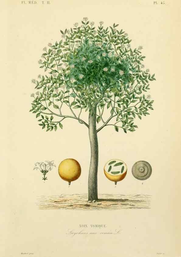 Reproducción/Reproduction 49583872822: Le Règne végétal;. Paris,L. Guérin,1870-72.. 
