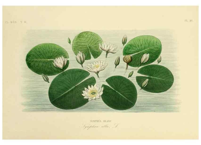 Reproducción/Reproduction 49583873162: Le Règne végétal;. Paris,L. Guérin,1870-72.. 