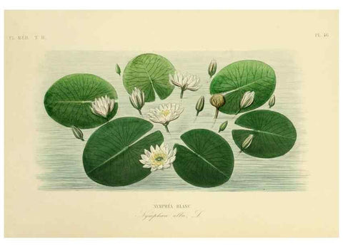 Reproducción/Reproduction 49583873162: Le Règne végétal;. Paris,L. Guérin,1870-72.. 