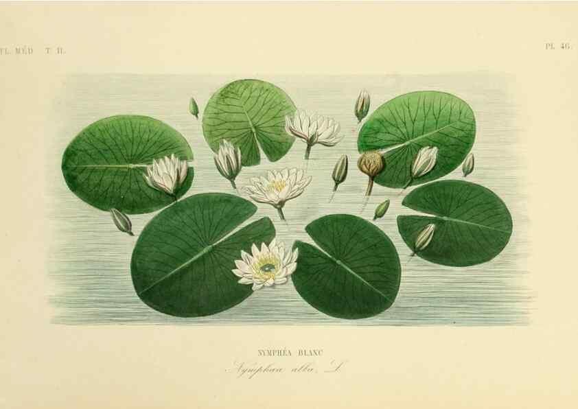 Reproducción/Reproduction 49583873162: Le Règne végétal;. Paris,L. Guérin,1870-72.. 