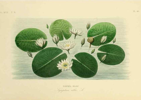 Reproducción/Reproduction 49583873162: Le Règne végétal;. Paris,L. Guérin,1870-72.. 