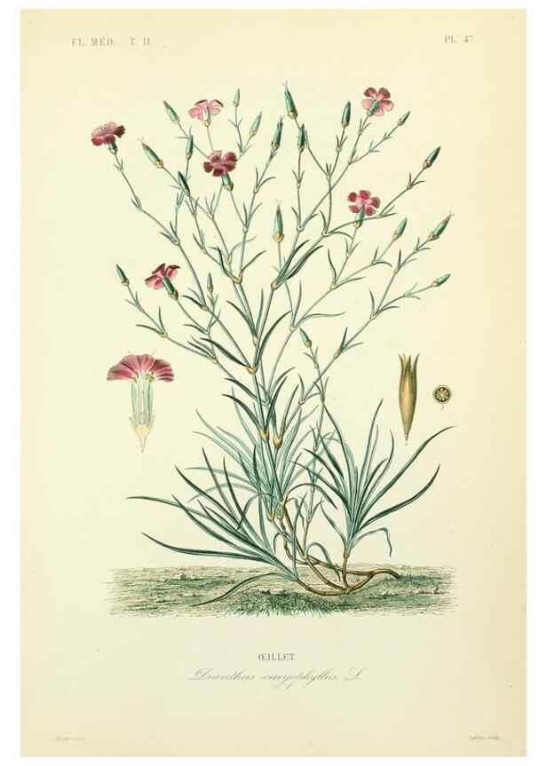 Reproducción/Reproduction 49583142293: Le Règne végétal;. Paris,L. Guérin,1870-72.. 