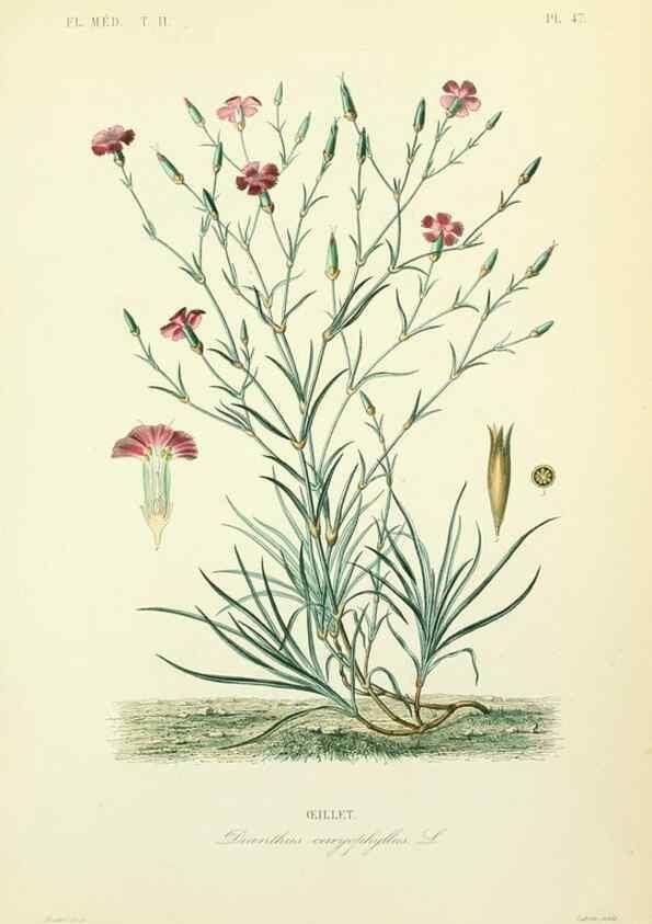 Reproducción/Reproduction 49583142293: Le Règne végétal;. Paris,L. Guérin,1870-72.. 