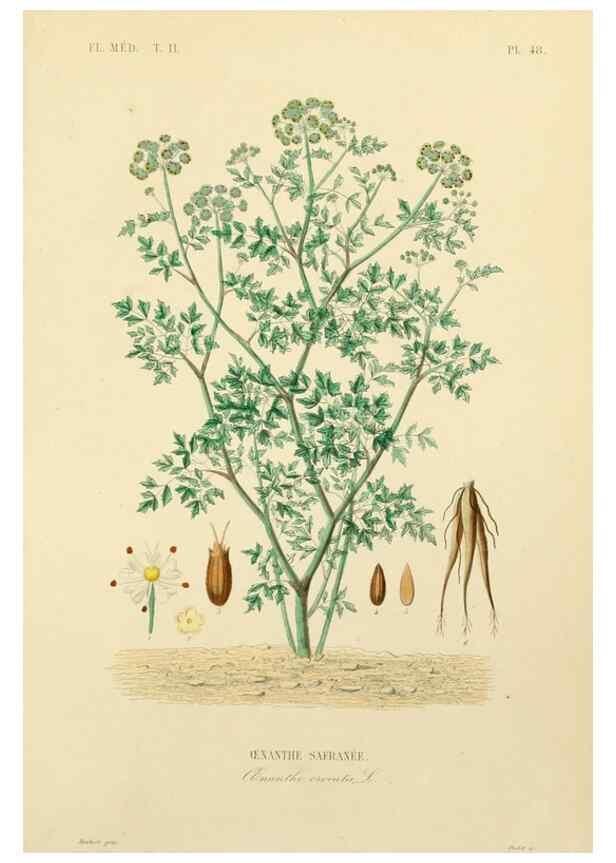 Reproducción/Reproduction 49583638646: Le Règne végétal;. Paris,L. Guérin,1870-72.. 