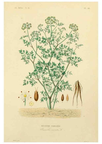 Reproducción/Reproduction 49583638646: Le Règne végétal;. Paris,L. Guérin,1870-72.. 
