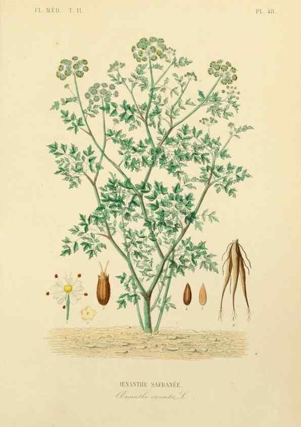 Reproducción/Reproduction 49583638646: Le Règne végétal;. Paris,L. Guérin,1870-72.. 