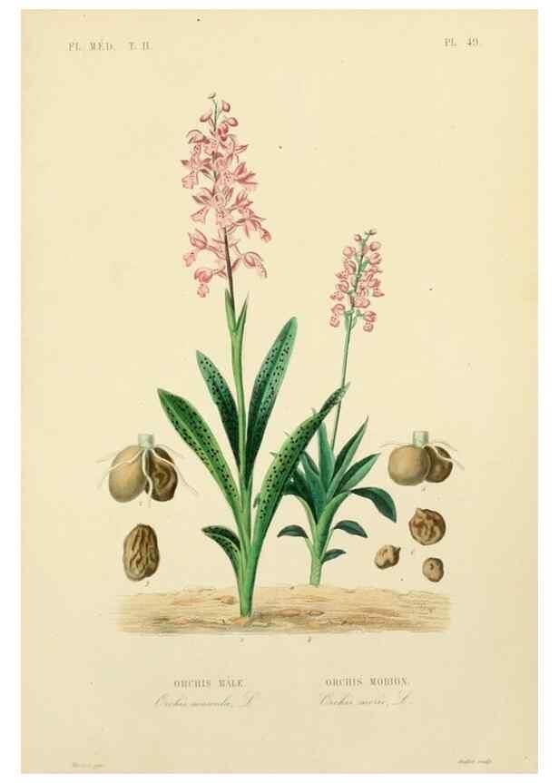 Reproducción/Reproduction 49583142758: Le Règne végétal;. Paris,L. Guérin,1870-72.. 