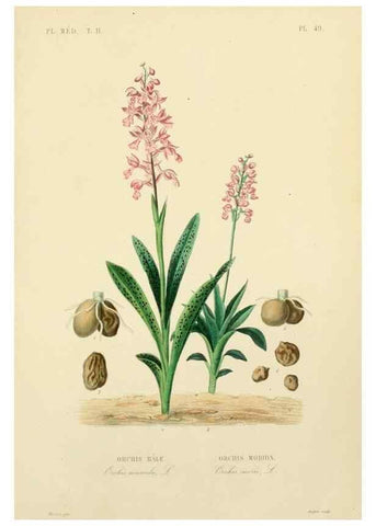 Reproducción/Reproduction 49583142758: Le Règne végétal;. Paris,L. Guérin,1870-72.. 