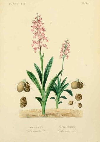 Reproducción/Reproduction 49583142758: Le Règne végétal;. Paris,L. Guérin,1870-72.. 