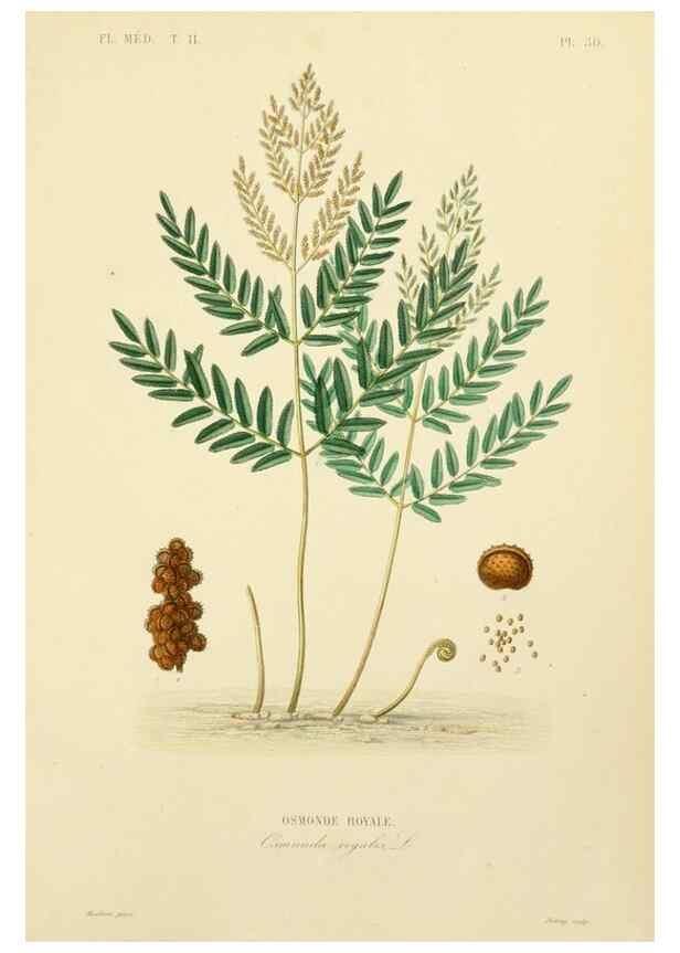 Reproducción/Reproduction 49583874242: Le Règne végétal;. Paris,L. Guérin,1870-72.. 