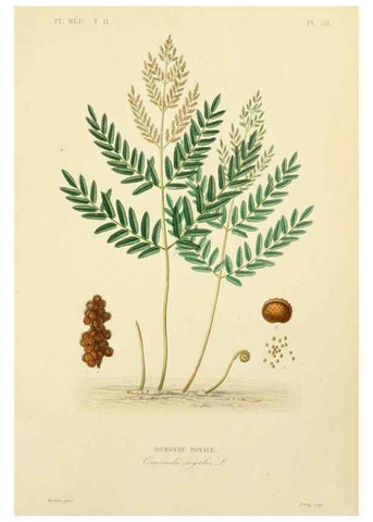 Reproducción/Reproduction 49583874242: Le Règne végétal;. Paris,L. Guérin,1870-72.. 