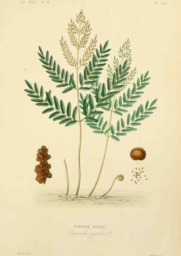 Reproducción/Reproduction 49583874242: Le Règne végétal;. Paris,L. Guérin,1870-72.. 