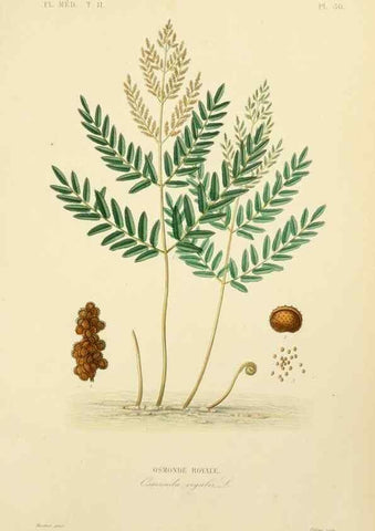 Reproducción/Reproduction 49583874242: Le Règne végétal;. Paris,L. Guérin,1870-72.. 