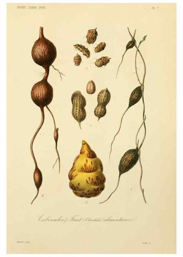 Reproducción/Reproduction 49583930207: Le Règne végétal;. Paris,L. Guérin,1870-72.. 
