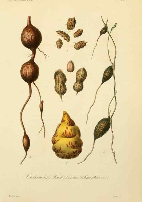 Reproducción/Reproduction 49583930207: Le Règne végétal;. Paris,L. Guérin,1870-72.. 
