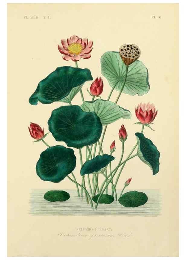 Reproducción/Reproduction 49583140683: Le Règne végétal;. Paris,L. Guérin,1870-72.. 