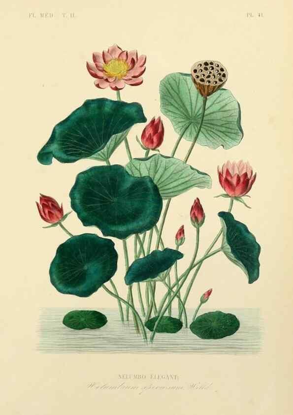 Reproducción/Reproduction 49583140683: Le Règne végétal;. Paris,L. Guérin,1870-72.. 
