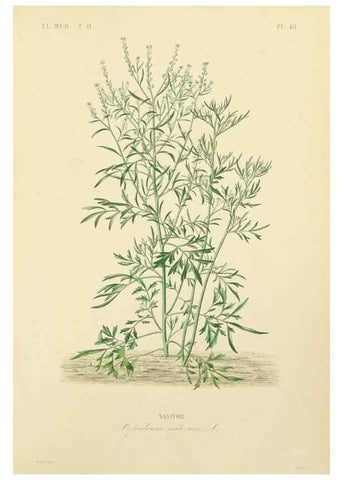Reproducción/Reproduction 49583140443: Le Règne végétal;. Paris,L. Guérin,1870-72.. 