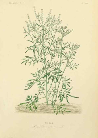 Reproducción/Reproduction 49583140443: Le Règne végétal;. Paris,L. Guérin,1870-72.. 