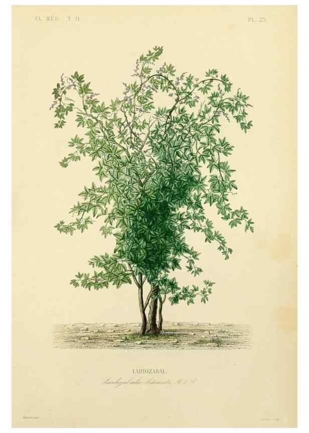 Reproducción/Reproduction 49583866862: Le Règne végétal;. Paris,L. Guérin,1870-72.. 