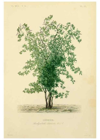 Reproducción/Reproduction 49583866862: Le Règne végétal;. Paris,L. Guérin,1870-72.. 
