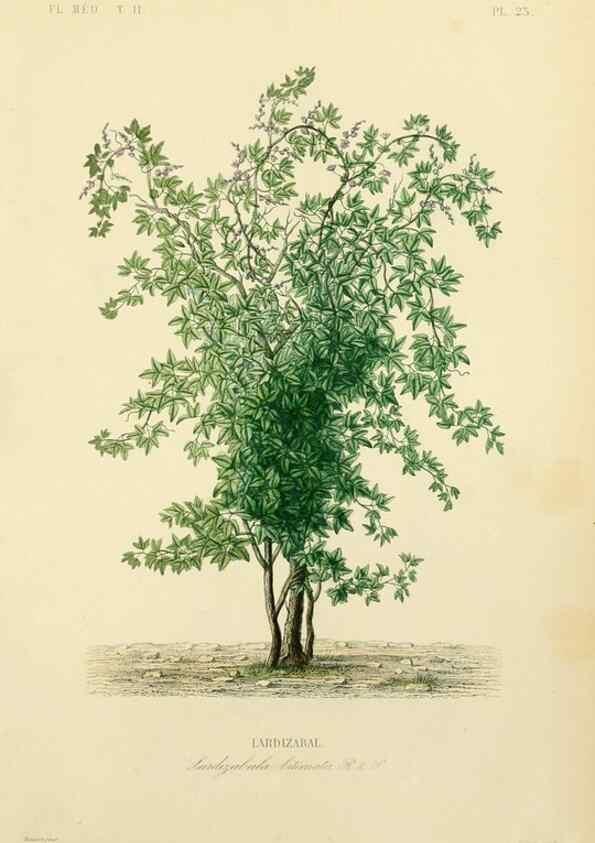 Reproducción/Reproduction 49583866862: Le Règne végétal;. Paris,L. Guérin,1870-72.. 