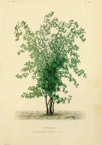 Reproducción/Reproduction 49583866862: Le Règne végétal;. Paris,L. Guérin,1870-72.. 