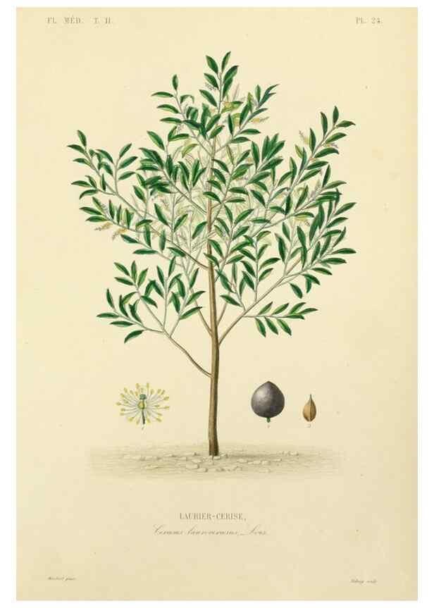 Reproducción/Reproduction 49583867162: Le Règne végétal;. Paris,L. Guérin,1870-72.. 