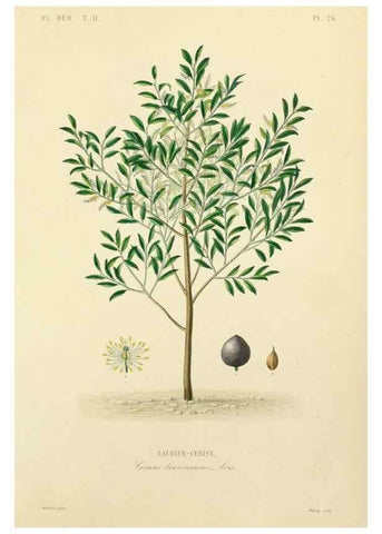 Reproducción/Reproduction 49583867162: Le Règne végétal;. Paris,L. Guérin,1870-72.. 