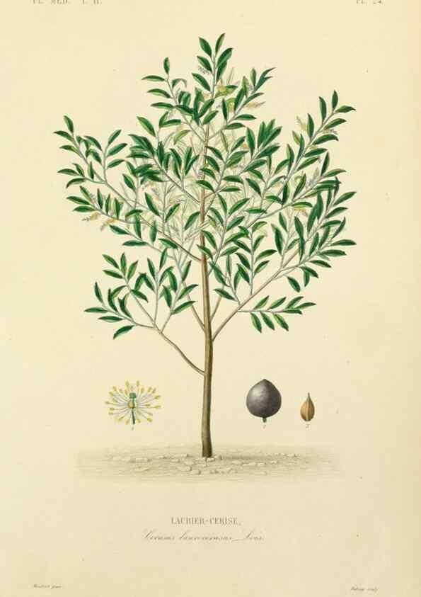 Reproducción/Reproduction 49583867162: Le Règne végétal;. Paris,L. Guérin,1870-72.. 