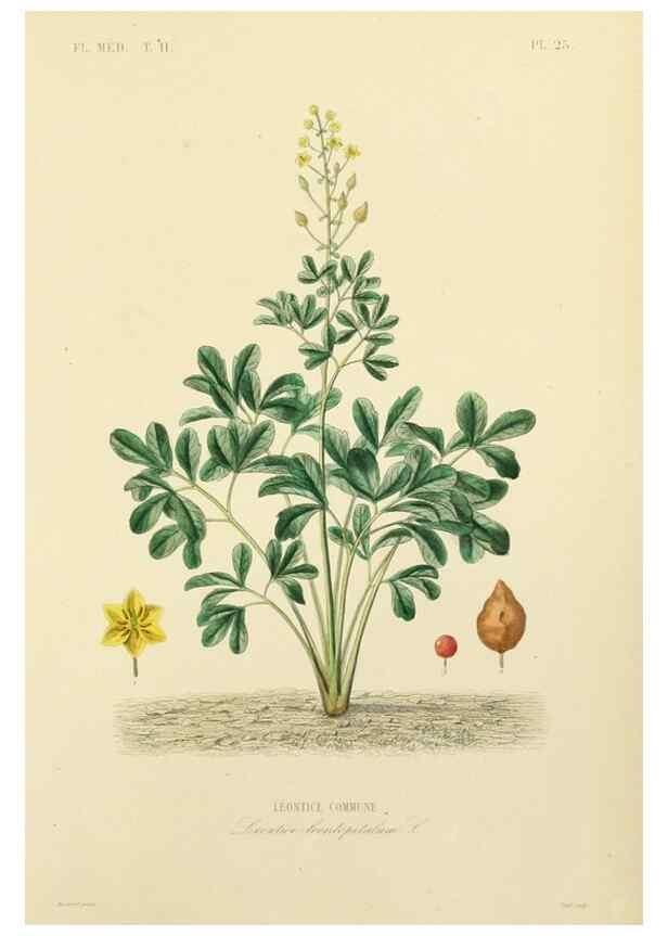 Reproducción/Reproduction 49583631856: Le Règne végétal;. Paris,L. Guérin,1870-72.. 