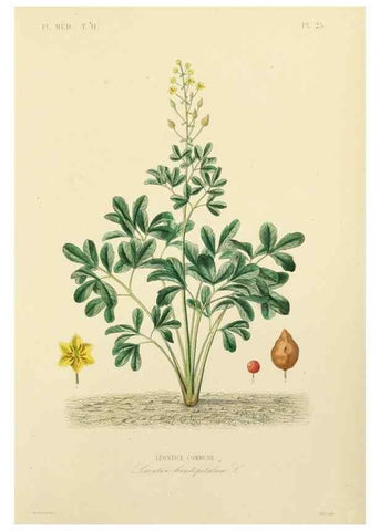 Reproducción/Reproduction 49583631856: Le Règne végétal;. Paris,L. Guérin,1870-72.. 