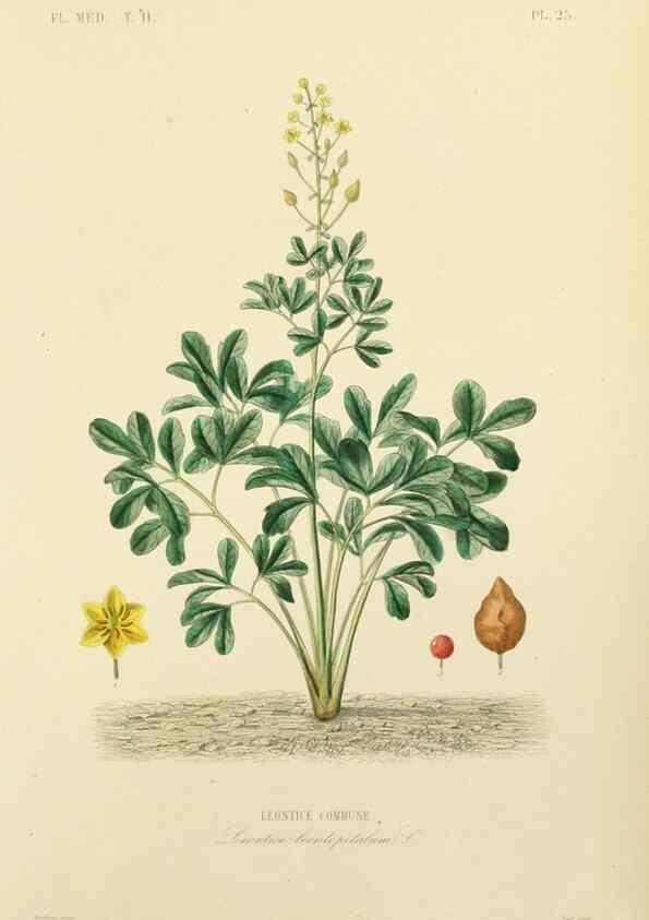 Reproducción/Reproduction 49583631856: Le Règne végétal;. Paris,L. Guérin,1870-72.. 