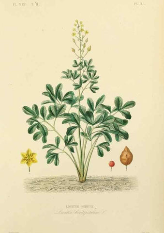 Reproducción/Reproduction 49583631856: Le Règne végétal;. Paris,L. Guérin,1870-72.. 