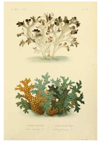 Reproducción/Reproduction 49583632191: Le Règne végétal;. Paris,L. Guérin,1870-72.. 