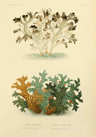 Reproducción/Reproduction 49583632191: Le Règne végétal;. Paris,L. Guérin,1870-72.. 