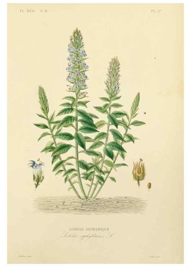 Reproducción/Reproduction 49583136663: Le Règne végétal;. Paris,L. Guérin,1870-72.. 