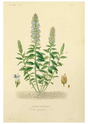 Reproducción/Reproduction 49583136663: Le Règne végétal;. Paris,L. Guérin,1870-72.. 