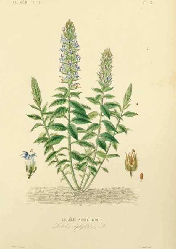 Reproducción/Reproduction 49583136663: Le Règne végétal;. Paris,L. Guérin,1870-72.. 