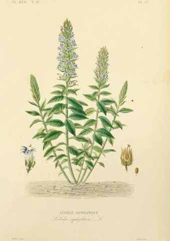 Reproducción/Reproduction 49583136663: Le Règne végétal;. Paris,L. Guérin,1870-72.. 