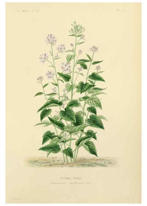 Reproducción/Reproduction 49583868152: Le Règne végétal;. Paris,L. Guérin,1870-72.. 