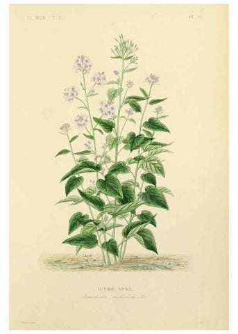Reproducción/Reproduction 49583868152: Le Règne végétal;. Paris,L. Guérin,1870-72.. 